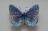  (Polyommatus firuze - MLIB-2594)  @11 [ ] CreativeCommons - Attribution Non-Commercial Share-Alike (2019) Frédéric Carbonell Centre for Biodiversity Genomics