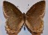  ( - MLIB-2792)  @11 [ ] by-nc-na (2021) Frédéric Carbonell Centre for Biodiversity Genomics