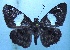  ( - MLIB-1192)  @13 [ ] CreativeCommons - Attribution (2013) Michel Libert Centre for Biodiversity Genomics