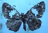  ( - MLIB-1193)  @13 [ ] CreativeCommons - Attribution (2013) Michel Libert Centre for Biodiversity Genomics