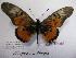  ( - BC-MNHNJP0403)  @13 [ ] Copyright (2010) Unspecified Museum National d`Histoire Naturelle, Paris