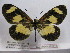  (Acraea cabira - BC-MNHNJP0418)  @14 [ ] Copyright (2010) Unspecified Museum National d`Histoire Naturelle, Paris