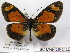  (Acraea goetzei - BC-MNHNJP0423)  @14 [ ] Copyright (2010) Unspecified Museum National d`Histoire Naturelle, Paris