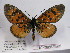  (Acraea cepheus - BC-MNHNJP0435)  @13 [ ] Copyright (2010) Unspecified Museum National d`Histoire Naturelle, Paris