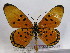  (Acraea acrita - BC-MNHNJP0437)  @14 [ ] Copyright (2010) Unspecified Museum National d`Histoire Naturelle, Paris