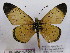  (Acraea caldarena - BC-MNHNJP0451)  @14 [ ] Copyright (2010) Unspecified Museum National d`Histoire Naturelle, Paris
