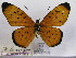  (Acraea leucopyga - BC-MNHNJP0454)  @14 [ ] Copyright (2010) Unspecified Museum National d`Histoire Naturelle, Paris