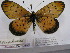  (Acraea periphanes - BC-MNHNJP0455)  @14 [ ] Copyright (2010) Unspecified Museum National d`Histoire Naturelle, Paris