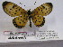  ( - BC-MNHNJP0460)  @13 [ ] Copyright (2010) Unspecified Museum National d`Histoire Naturelle, Paris