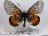  (Acraea boopis - BC-MNHNJP0466)  @14 [ ] Copyright (2010) Unspecified Museum National d`Histoire Naturelle, Paris