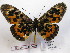  (Acraea medea - BC-MNHNJP0472)  @14 [ ] Copyright (2010) Unspecified Museum National d`Histoire Naturelle, Paris