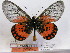 (Acraea leucographa - BC-MNHNJP0533)  @14 [ ] Copyright (2010) Unspecified Museum National d`Histoire Naturelle, Paris