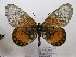  (Acraea endoscota - BC-MNHNJP0539)  @14 [ ] Copyright (2010) Unspecified Museum National d`Histoire Naturelle, Paris
