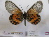  (Acraea admatha - BC-MNHNJP0540)  @13 [ ] Copyright (2010) Unspecified Museum National d`Histoire Naturelle, Paris