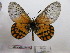  (Acraea kappa - BC-MNHNJP0542)  @11 [ ] Copyright (2010) Unspecified Museum National d`Histoire Naturelle, Paris