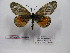  (Acraea peneleos - BC-MNHNJP0549)  @13 [ ] Copyright (2010) Unspecified Museum National d`Histoire Naturelle, Paris
