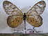  (Acraea pentapolis - BC-MNHNJP0558)  @14 [ ] Copyright (2010) Unspecified Museum National d`Histoire Naturelle, Paris