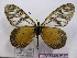  (Acraea vesperalis - BC-MNHNJP0562)  @14 [ ] Copyright (2010) Unspecified Museum National d`Histoire Naturelle, Paris