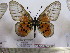  (Acraea iturina - BC-MNHNJP0568)  @14 [ ] Copyright (2010) Unspecified Museum National d`Histoire Naturelle, Paris