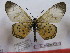  (Acraea diogenes - BC-MNHNJP0572)  @11 [ ] Copyright (2010) Unspecified Museum National d`Histoire Naturelle, Paris