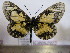  (Acraea rangatana - BC-MNHNJP0577)  @14 [ ] Copyright (2010) Unspecified Museum National d`Histoire Naturelle, Paris