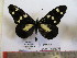  (Acraea oreas - BC-MNHNJP0579)  @14 [ ] Copyright (2010) Unspecified Museum National d`Histoire Naturelle, Paris