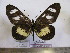  (Acraea ntebiae - BC-MNHNJP0581)  @14 [ ] Copyright (2010) Unspecified Museum National d`Histoire Naturelle, Paris