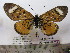  ( - BC-MNHNJP0586)  @12 [ ] Copyright (2010) Unspecified Museum National d`Histoire Naturelle, Paris