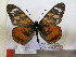  (Acraea amicitiae - BC-MNHNJP0587)  @14 [ ] Copyright (2010) Unspecified Museum National d`Histoire Naturelle, Paris