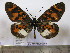  (Acraea vuillotti - BC-MNHNJP0589)  @11 [ ] Copyright (2010) Unspecified Museum National d`Histoire Naturelle, Paris