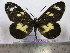  (Acraea melanoxantha - BC-MNHNJP0597)  @14 [ ] Copyright (2010) Unspecified Museum National d`Histoire Naturelle, Paris
