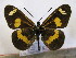  (Acraea safie - BC-MNHNJP0599)  @14 [ ] Copyright (2010) Unspecified Museum National d`Histoire Naturelle, Paris
