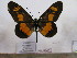  (Acraea ungemachti - BC-MNHNJP0601)  @13 [ ] Copyright (2010) Unspecified Museum National d`Histoire Naturelle, Paris