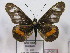  (Acraea newtoni - BC-MNHNJP0608)  @14 [ ] Copyright (2010) Unspecified Museum National d`Histoire Naturelle, Paris
