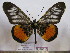  (Acraea pelopeia - BC-MNHNJP0613)  @15 [ ] Copyright (2010) Unspecified Museum National d`Histoire Naturelle, Paris