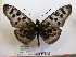  (Acraea niobe - BC-MNHNJP0630)  @11 [ ] Copyright (2010) Unspecified Museum National d`Histoire Naturelle, Paris