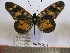  (Acraea insularis - BC-MNHNJP0632)  @14 [ ] Copyright (2010) Unspecified Museum National d`Histoire Naturelle, Paris