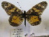  ( - BC-MNHNJP0633)  @14 [ ] Copyright (2010) Unspecified Museum National d`Histoire Naturelle, Paris