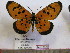  (Acraea peetersi - BC-MNHNJP0639)  @13 [ ] Copyright (2010) Unspecified Museum National d`Histoire Naturelle, Paris