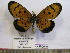 ( - BC-MNHNJP0640)  @13 [ ] Copyright (2010) Unspecified Museum National d`Histoire Naturelle, Paris