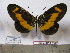  (Acraea oberthueri - BC-MNHNJP0659)  @13 [ ] Copyright (2010) Unspecified Museum National d`Histoire Naturelle, Paris