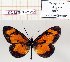  (Acraea burgessi - BC-MNHNJP1256)  @11 [ ] Copyright (2021) Dominique BERNAUD Museum national d'Histoire naturelle