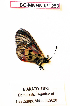  (Acraea hamata - BC-MNHNJP1280)  @11 [ ] Copyright (2021) Dominique BERNAUD Museum national d'Histoire naturelle