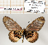  ( - BC-MNHNJP1301)  @11 [ ] Copyright (2021) Dominique BERNAUD Museum national d'Histoire naturelle