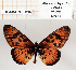  (Acraea petraea - BC-MNHNJP1302)  @11 [ ] Copyright (2021) Dominique BERNAUD Museum national d'Histoire naturelle