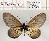  (Acraea eugenia - BC-MNHNJP1322)  @11 [ ] Copyright (2021) Dominique BERNAUD Museum national d'Histoire naturelle
