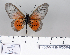  (Acraea orestia - BC-MNHNJP0666)  @13 [ ] Copyright (2011) Dominique Bernaud Research Collection of Dominique Bernaud