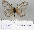  ( - BC-MNHNJP0669)  @13 [ ] Copyright (2011) Dominique Bernaud Research Collection of Dominique Bernaud