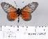  (Acraea quirinalis - BC-MNHNJP0671)  @14 [ ] Copyright (2011) Dominique Bernaud Research Collection of Dominique Bernaud