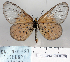  (Acraea cerasa - BC-MNHNJP0673)  @14 [ ] Copyright (2011) Dominique Bernaud Research Collection of Dominique Bernaud